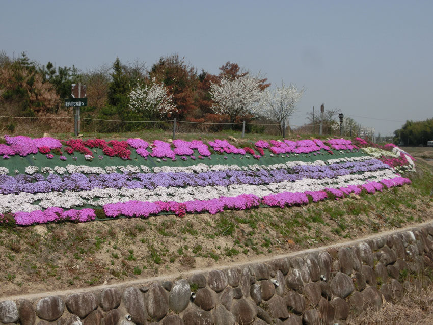 芝桜の開花状況